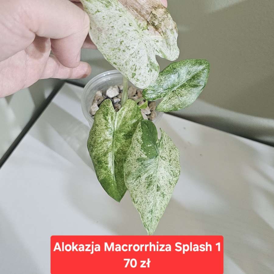 Alokazja Macrorrhiza Splash