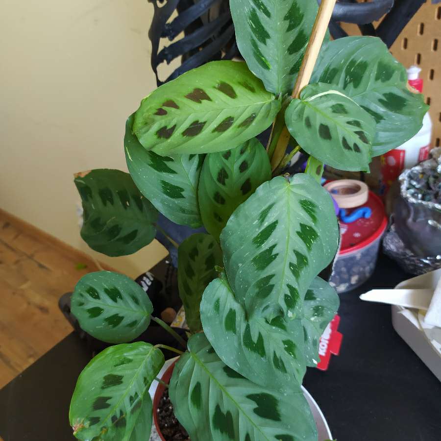 Maranta varie