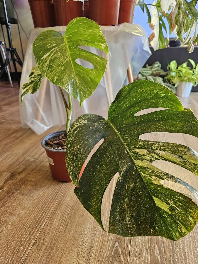 Monstera deliciosa 'variegata' 2