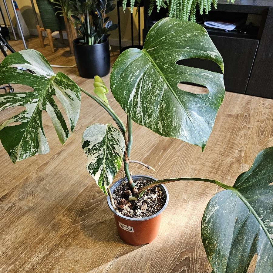 Monstera deliciosa 'variegata'