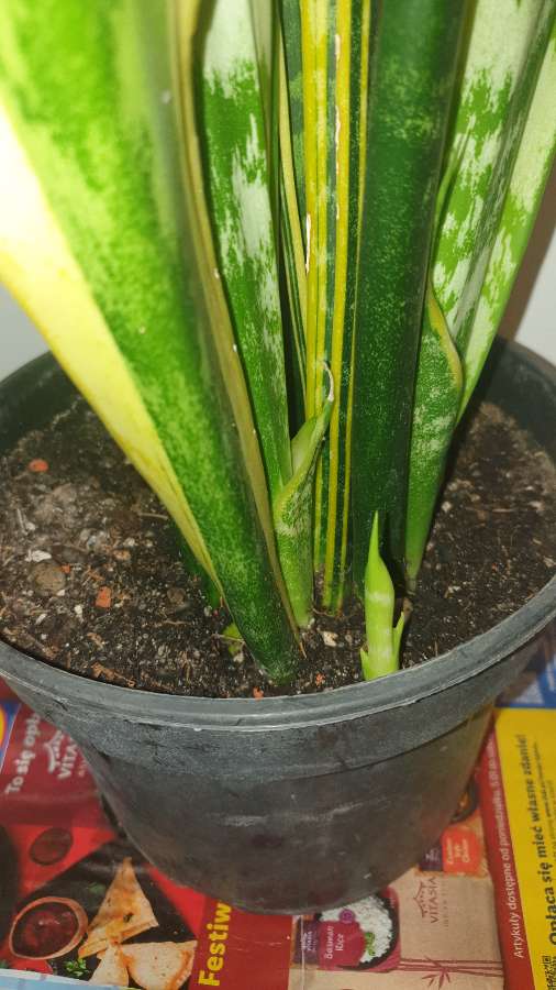 Sansewieria wysoka, wysokość 114 cm 5