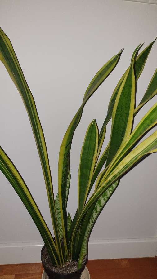 Sansewieria wysoka, wysokość ponad 90cm 4