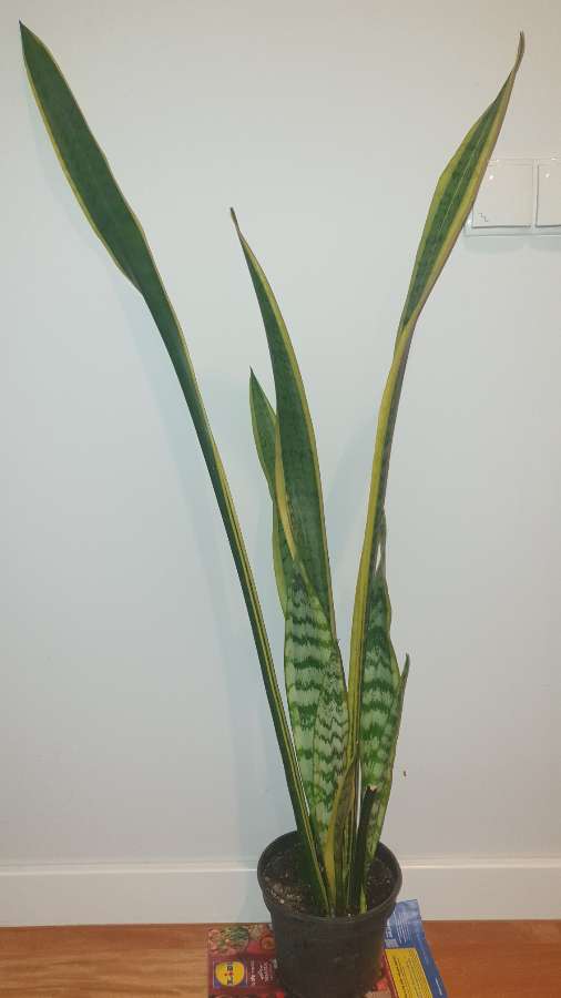 Sansewieria wysoka, wysokość 114 cm 2