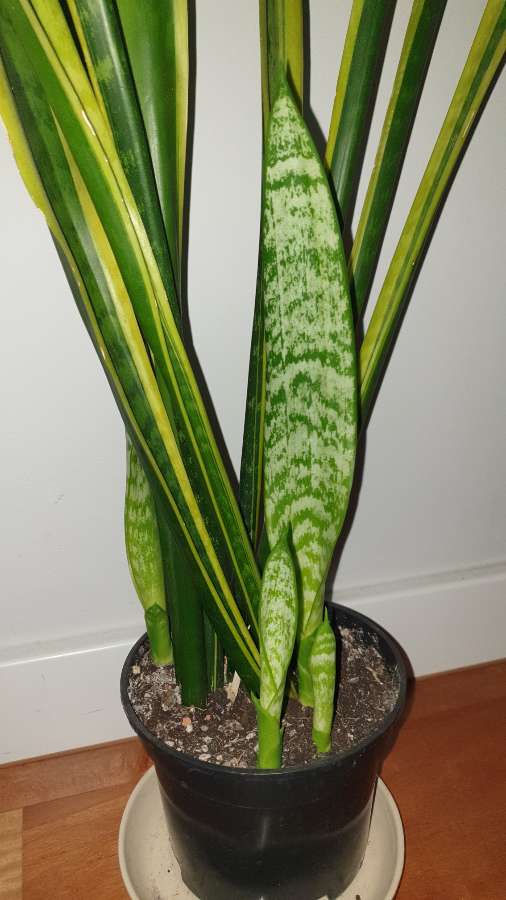 Sansewieria wysoka, wysokość ponad 90cm 5