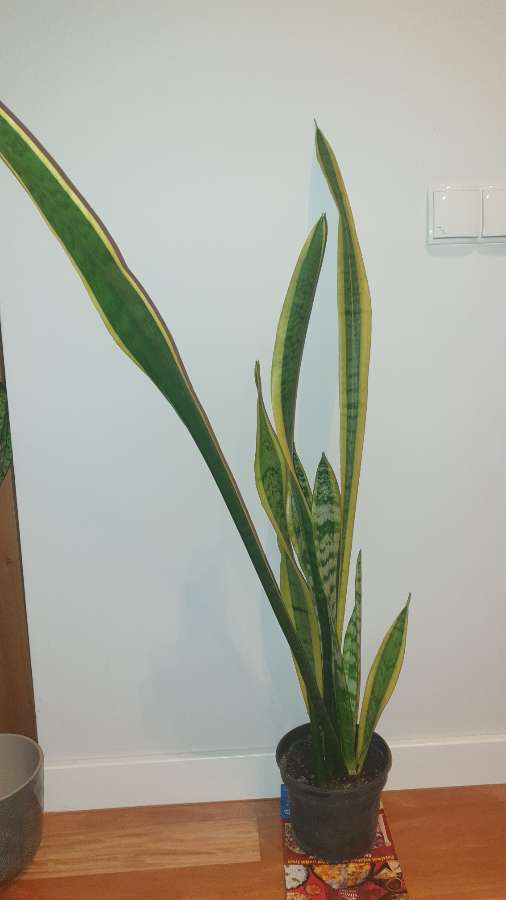Sansewieria wysoka, wysokość 114 cm 4