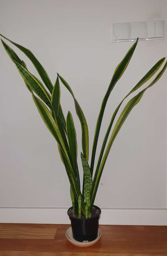 Sansewieria wysoka, wysokość ponad 90cm 3