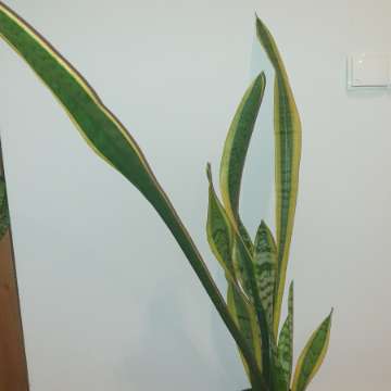 Sansewieria wysoka, wysokość 114 cm