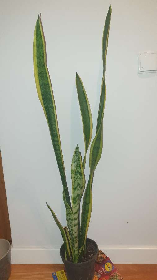 Sansewieria wysoka, wysokość 114 cm 3