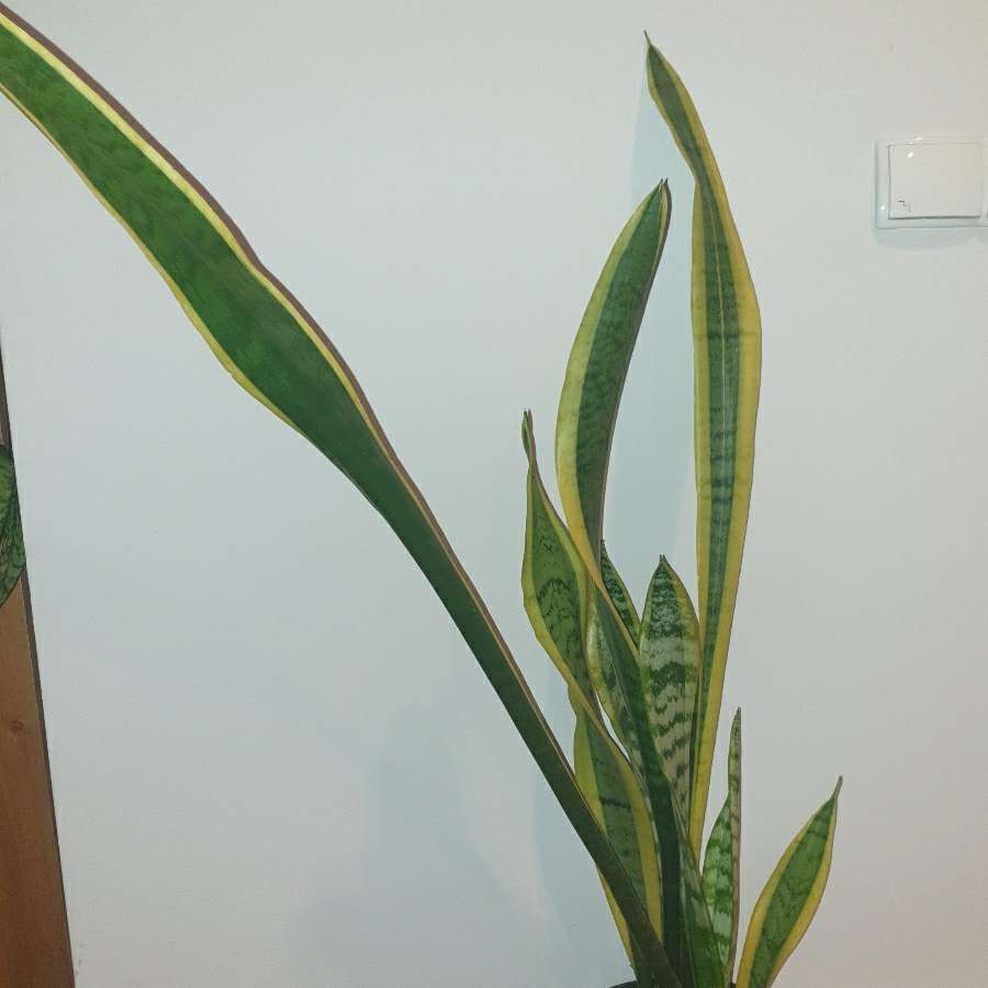 Sansewieria wysoka, wysokość 114 cm