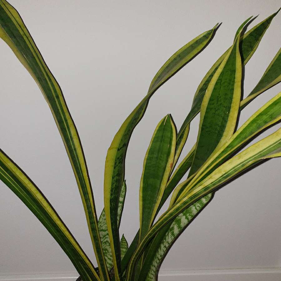 Sansewieria wysoka, wysokość ponad 90cm