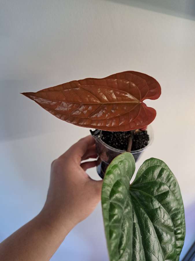 Anthurium luxurians x radicans 3