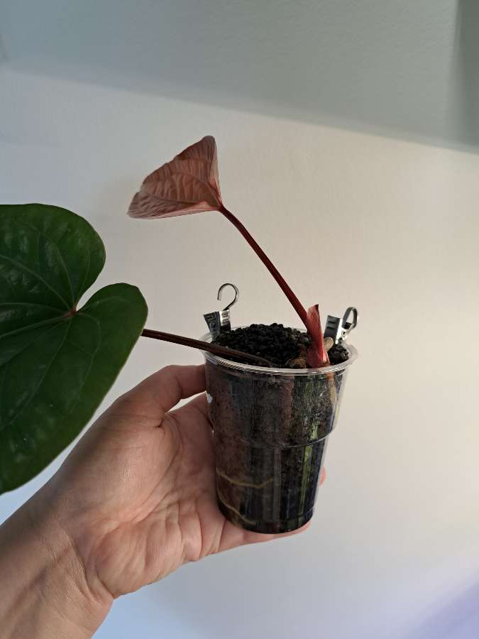 Anthurium luxurians x radicans 4