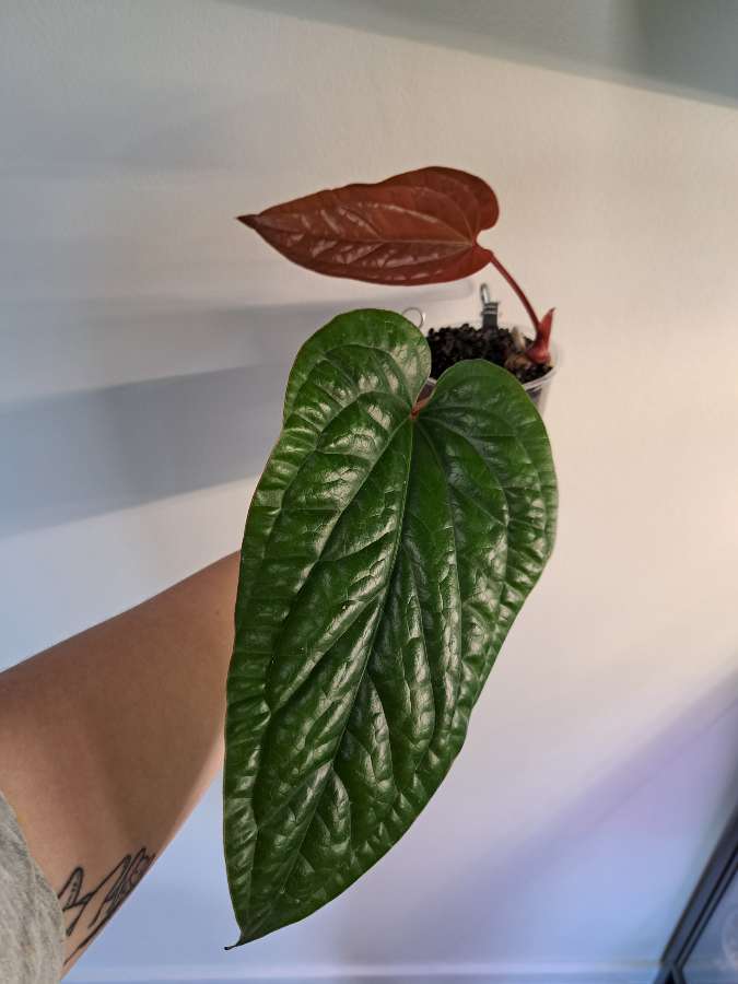 Anthurium luxurians x radicans 2