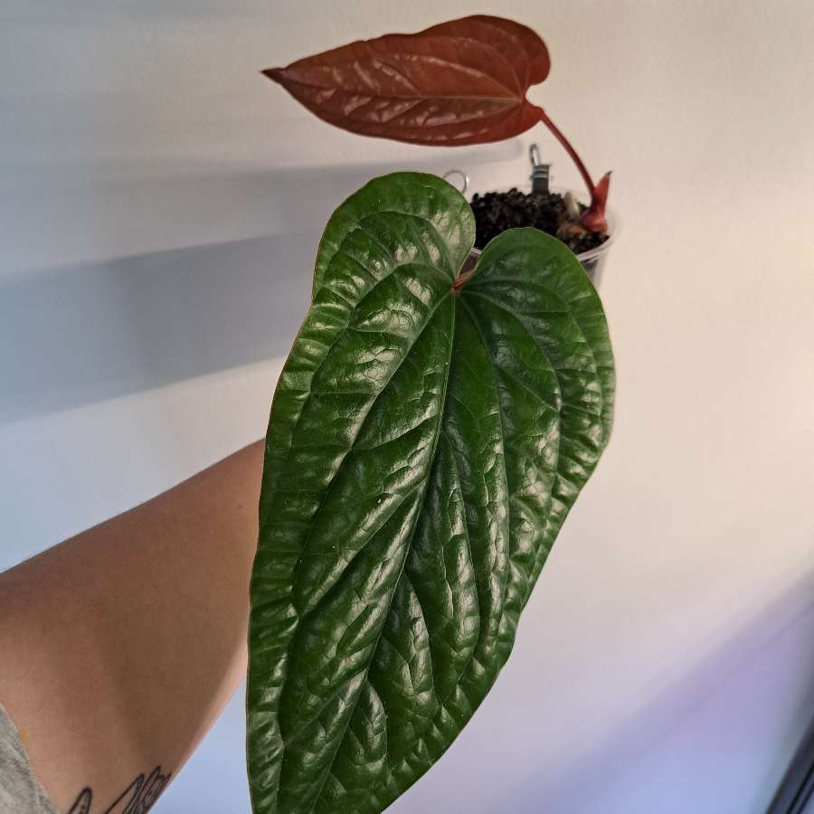 Anthurium luxurians x radicans