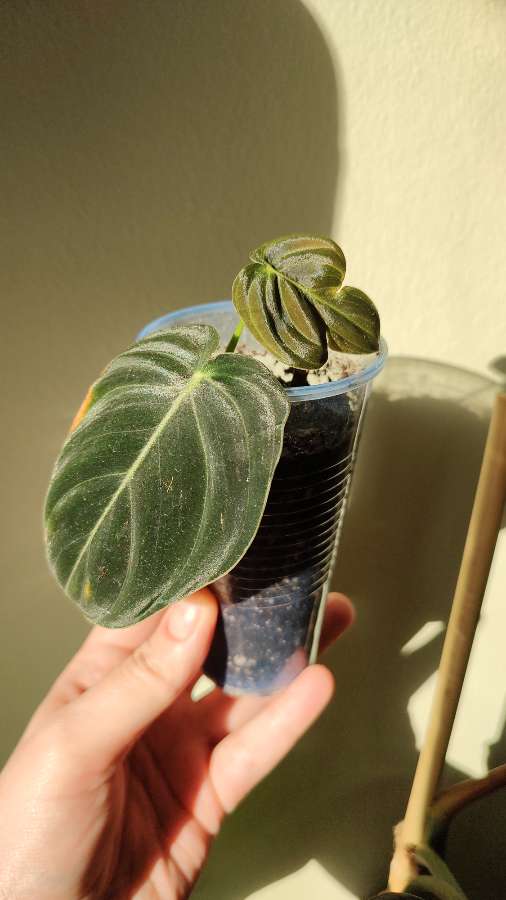 Philodendron Melanochrysum Filodendron 2