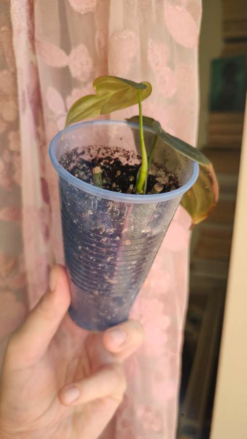 Philodendron Melanochrysum Filodendron 3
