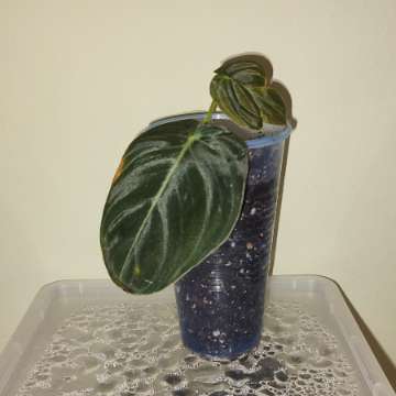 Philodendron Melanochrysum Filodendron