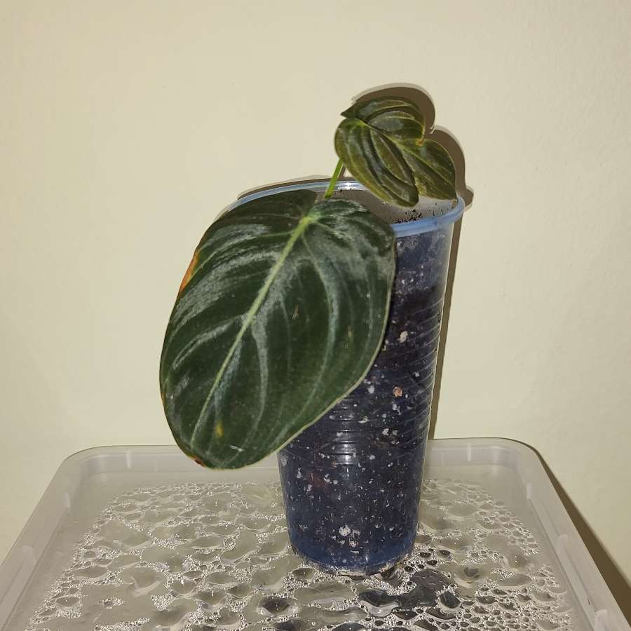 Philodendron Melanochrysum Filodendron