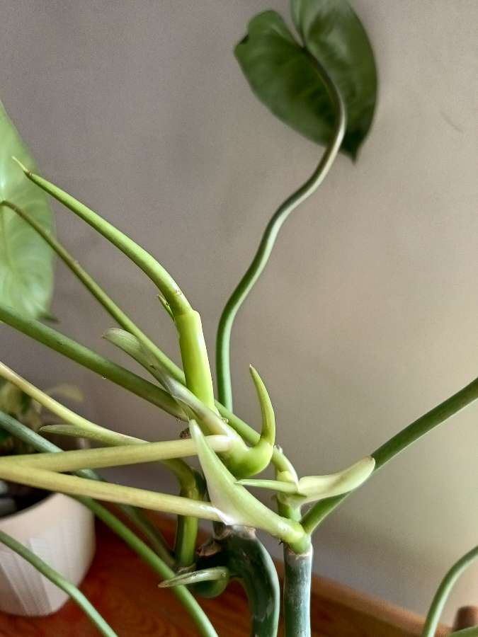 Burle Marx filodendron 2