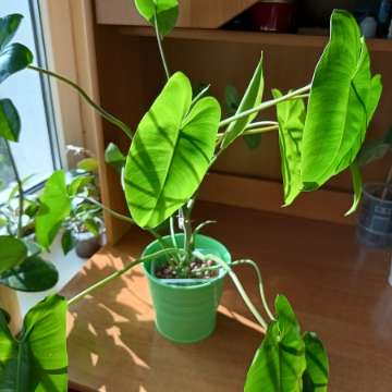 Burle Marx filodendron