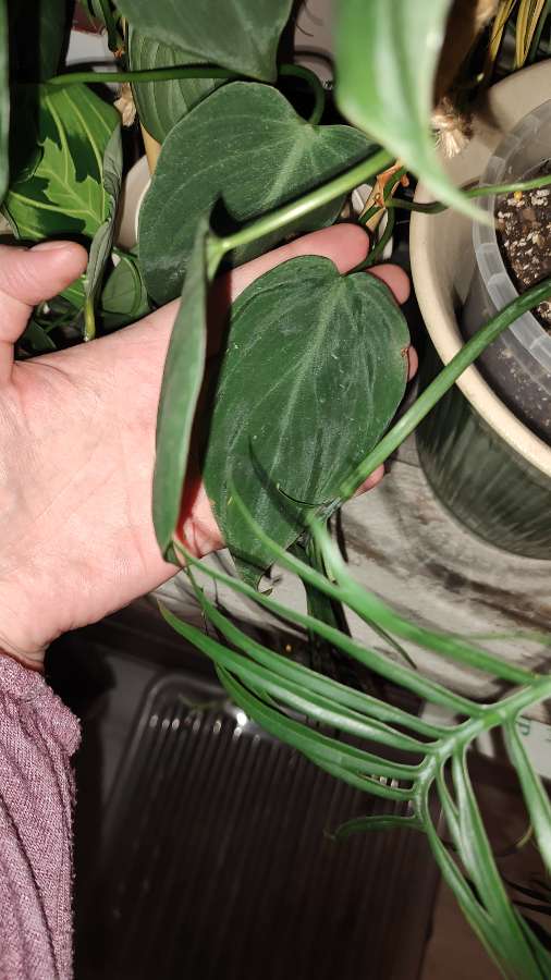 Philodendron Micans Ecuador form Filodendron 4