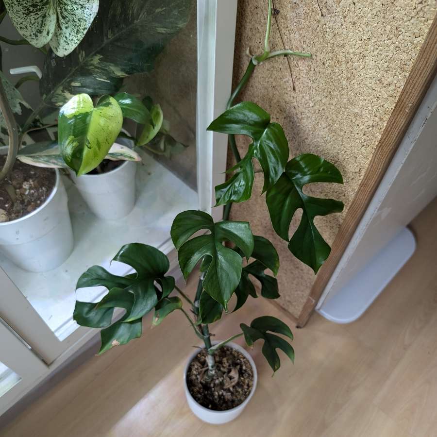 Raphidophora tertrasperma variegata (regres)