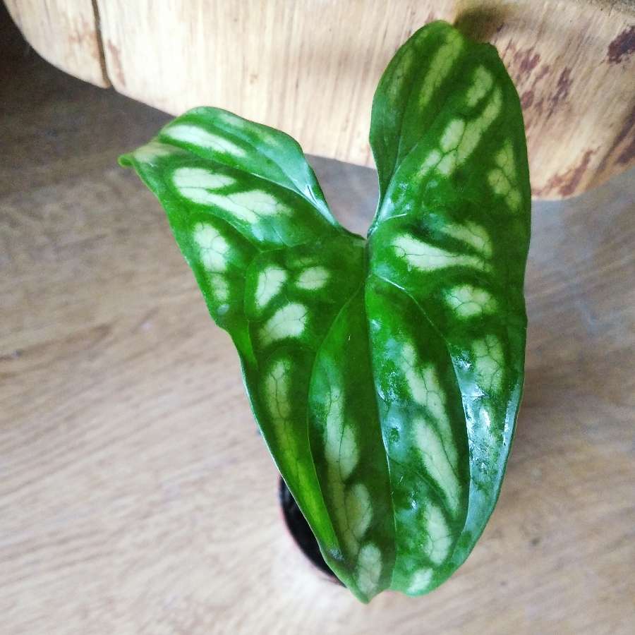 Cercestis Mirabilis