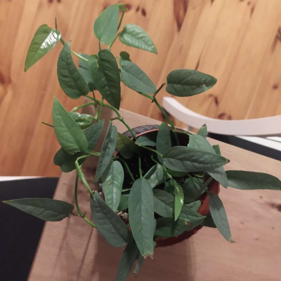 Epipremnum pinnatum Cebu Blue