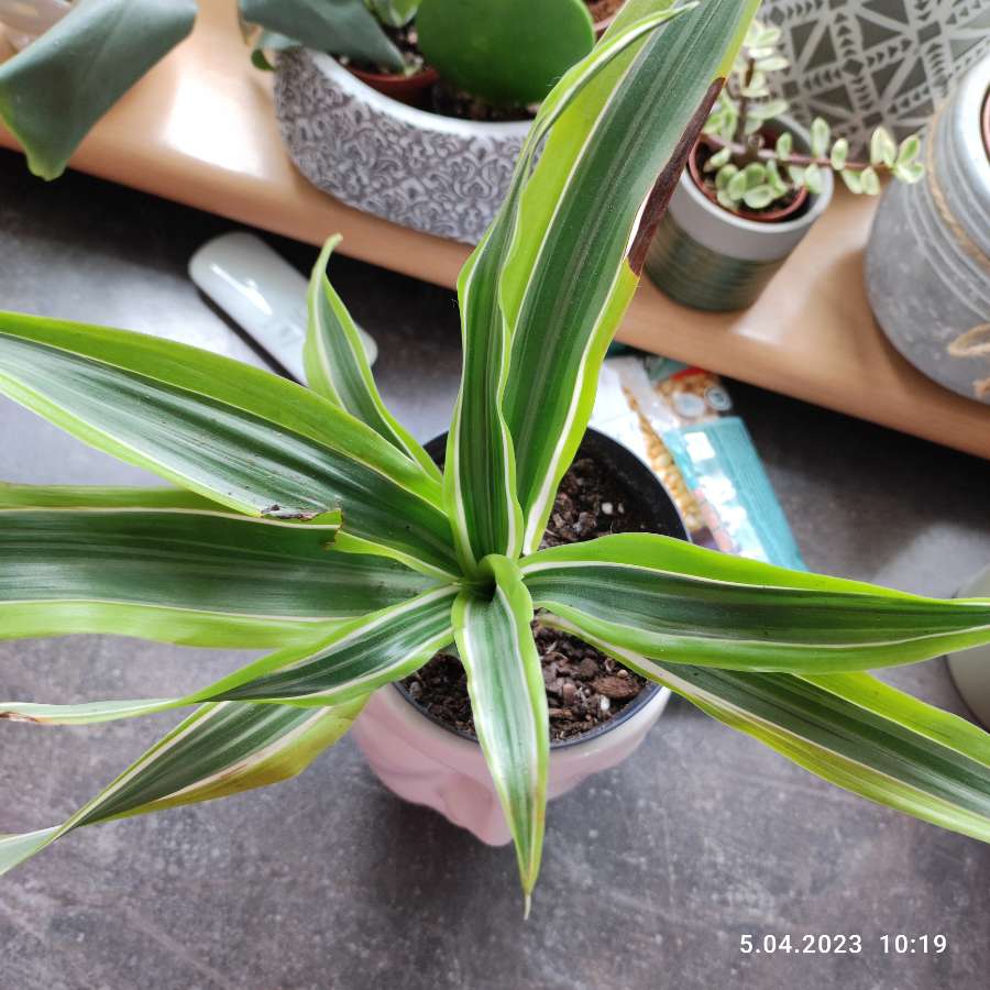 Dracena 2