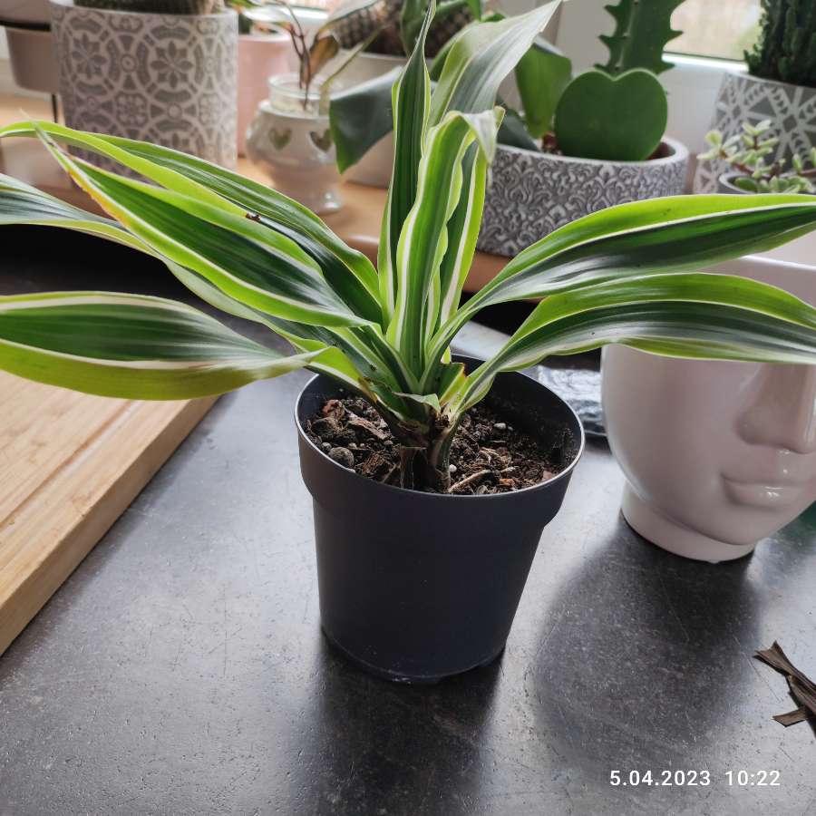 Dracena 3