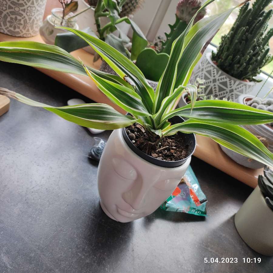 Dracena