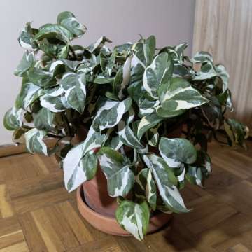 Epipremnum N'Joy