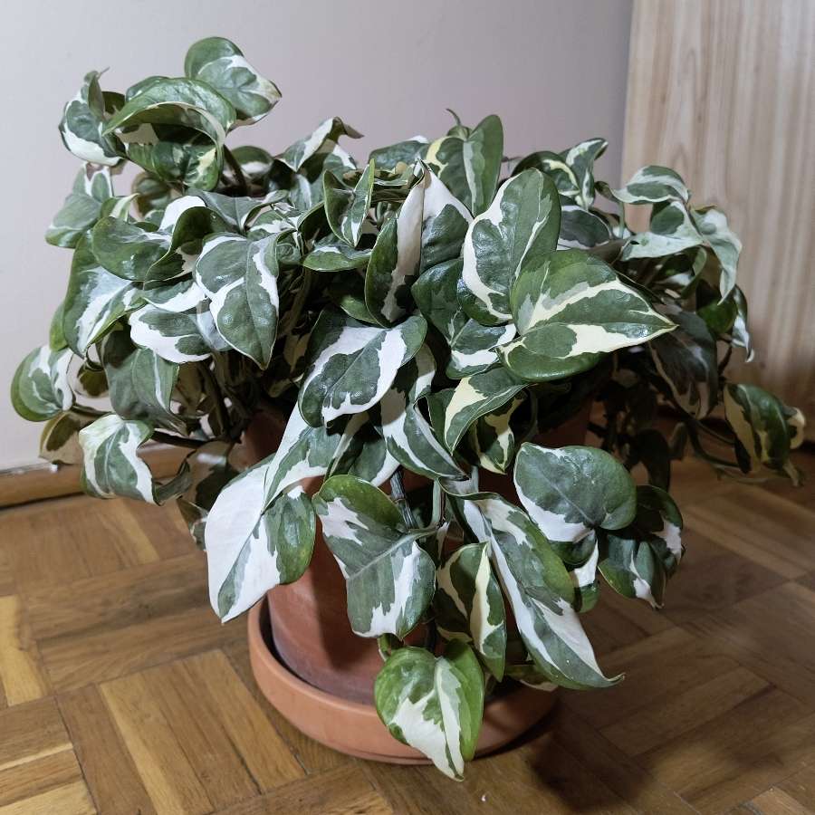Epipremnum N'Joy