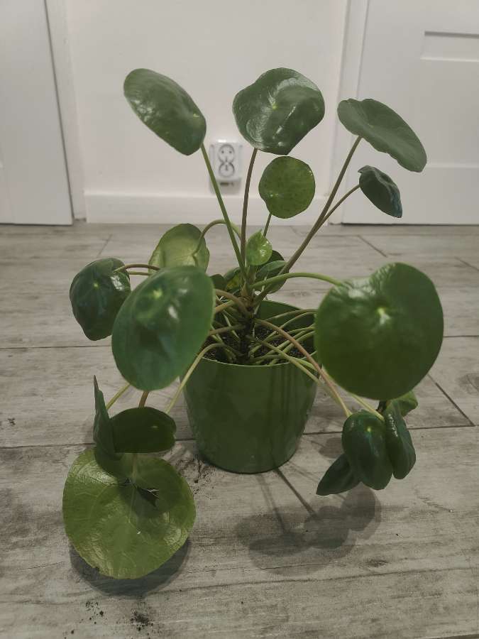 Pilea pieniążek 2