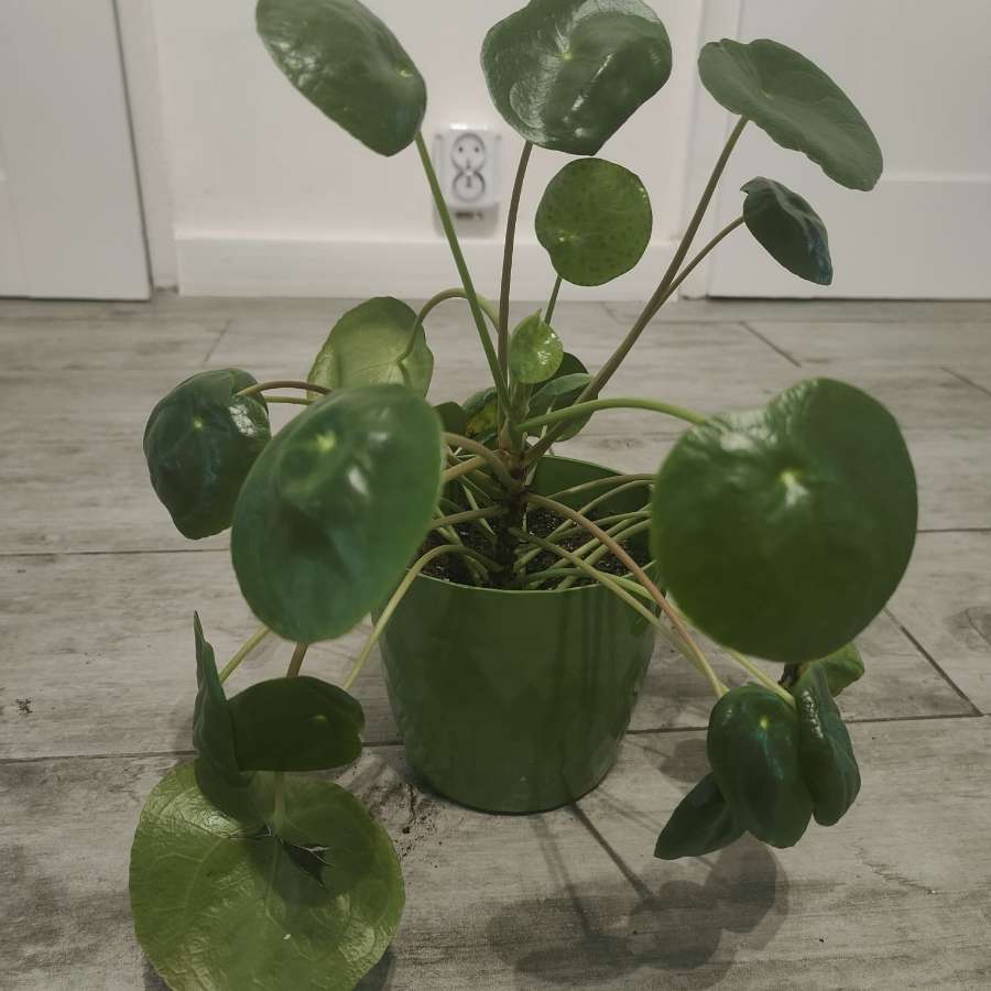 Pilea pieniążek