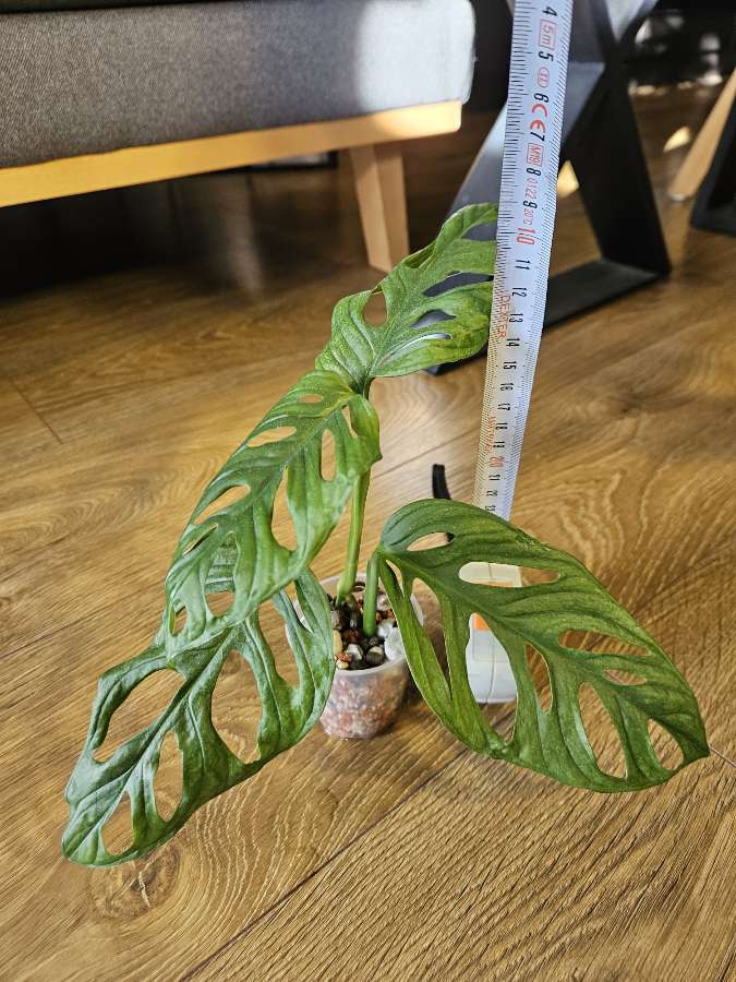 Monstera adansonii 2