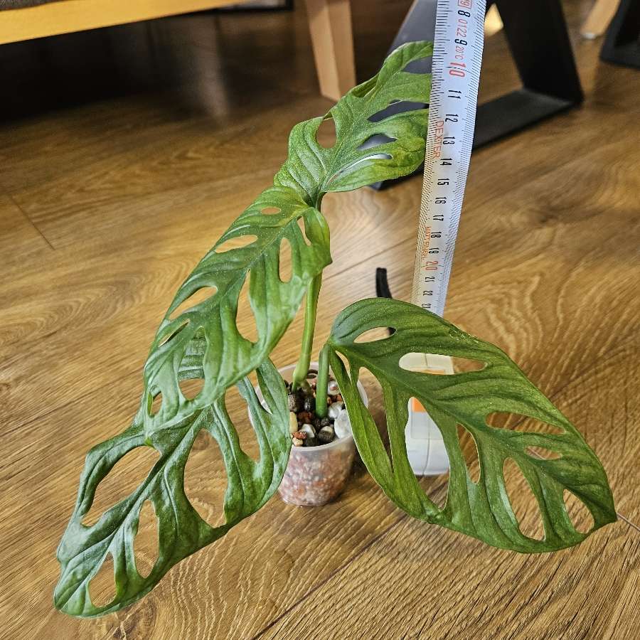 Monstera adansonii