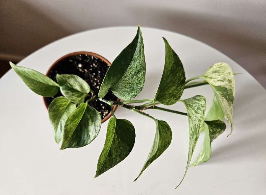 Epipremnum 'Marble Queen' 3