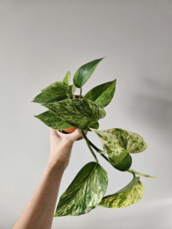 Epipremnum 'Marble Queen' 2