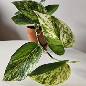 Epipremnum 'Marble Queen'