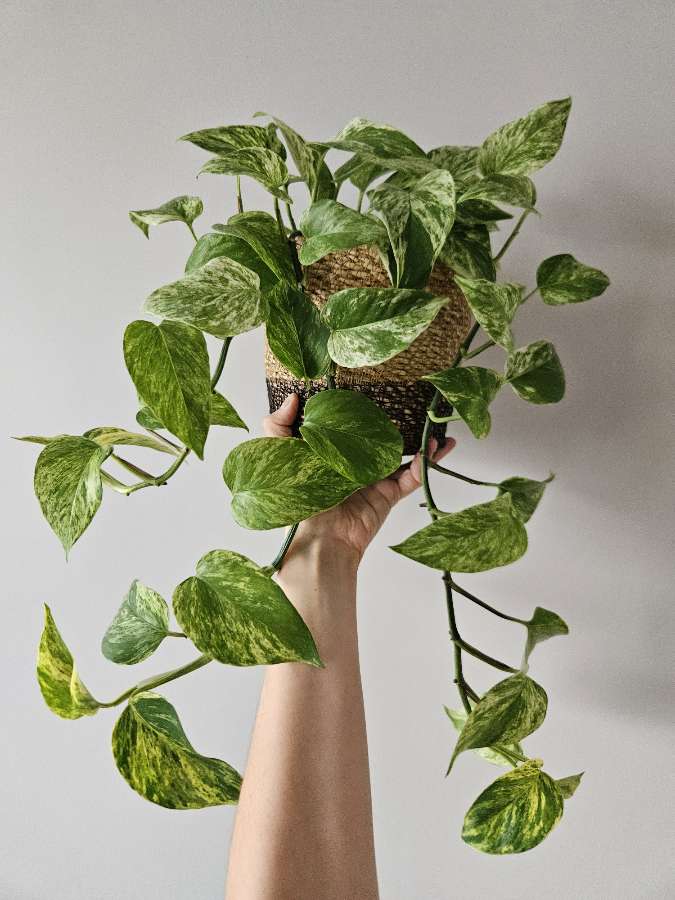Epipremnum 'Marble Queen' 4