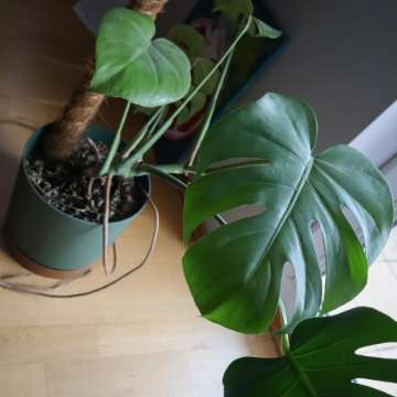 Monstera deliciosa
