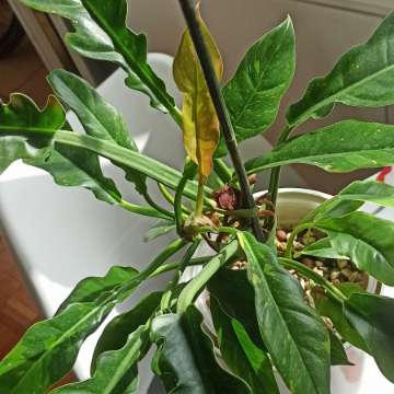 Philodendron Ring of Fire