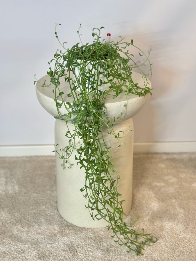 Senecio Peregrinus ‘Dolphin’ 2