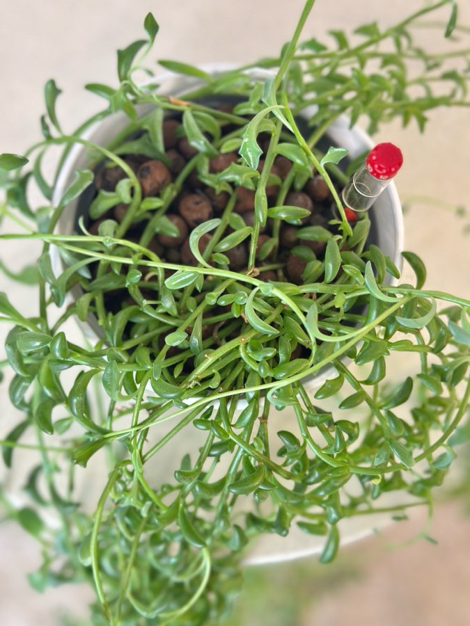 Senecio Peregrinus ‘Dolphin’ 4