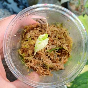 Alokazja macrorrhiza splash