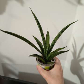 Sansevieria Pineapple