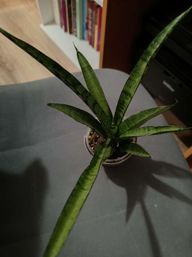 Sansevieria Pineapple 2