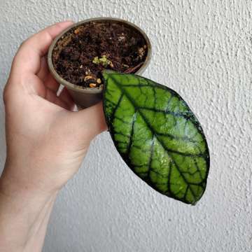 Hoya Calistophylla Sabah IML 1762