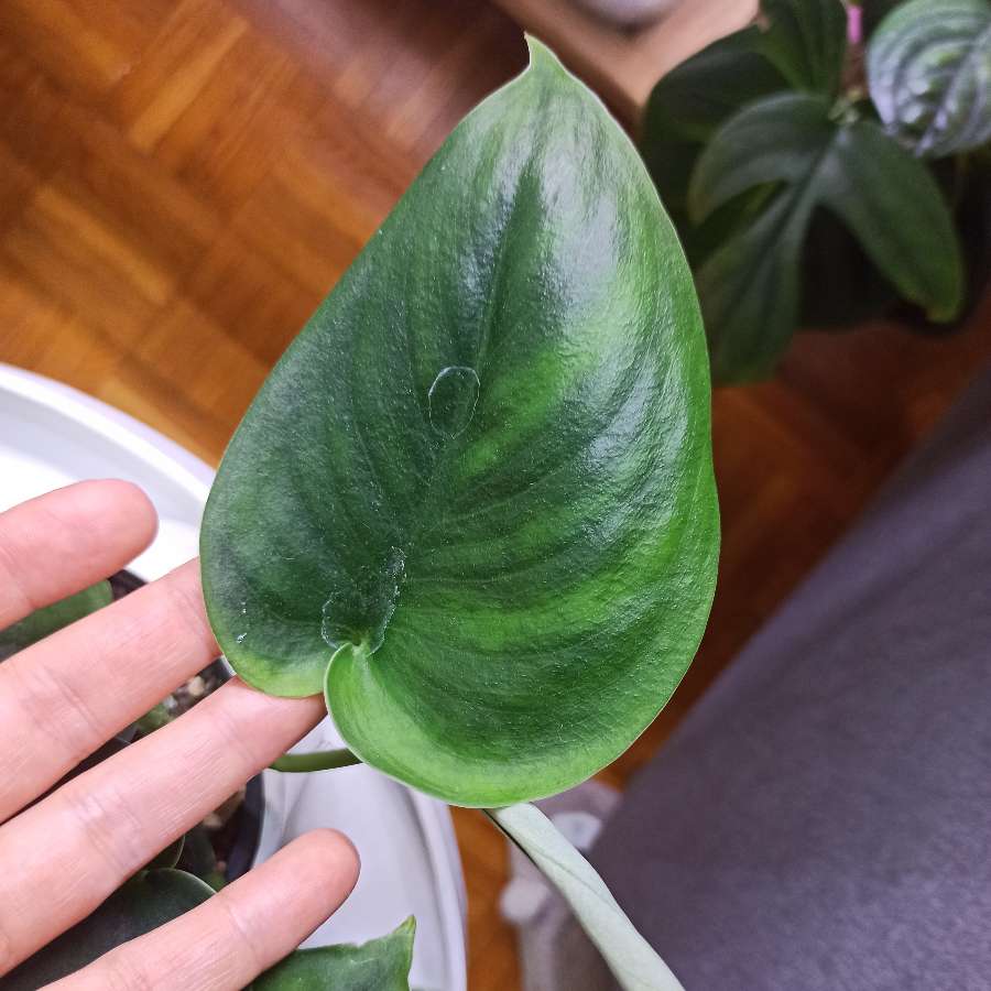Scindapsus Jade Satin